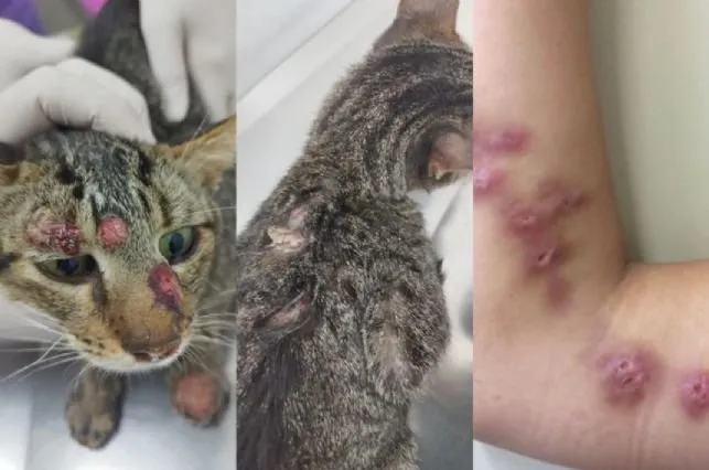 Cocal do Sul confirma caso de esporotricose em humano após contato com gato infectado