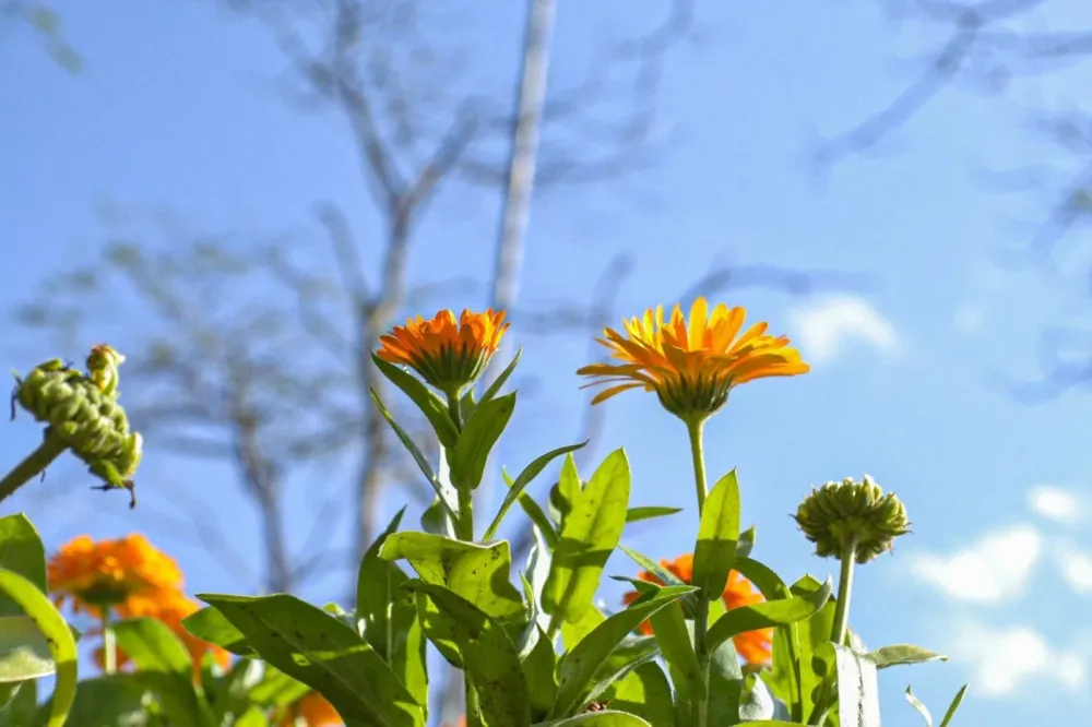 Setembro chega trazendo mudanças para o clima de Criciúma e região